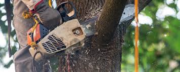 How Our Tree Care Process Works  in  Fowler, CA