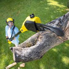 Best Tree Risk Assessment  in Fowler, CA