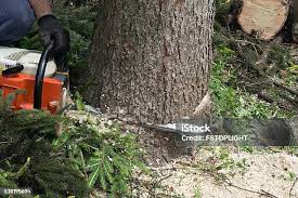 Best Lawn Pest Prevention  in Fowler, CA
