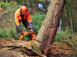 Best Hazardous Tree Removal  in Fowler, CA