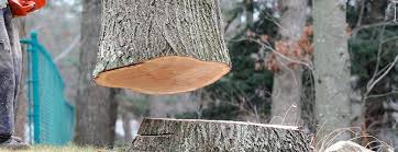 Best Arborist Consultation Services  in Fowler, CA