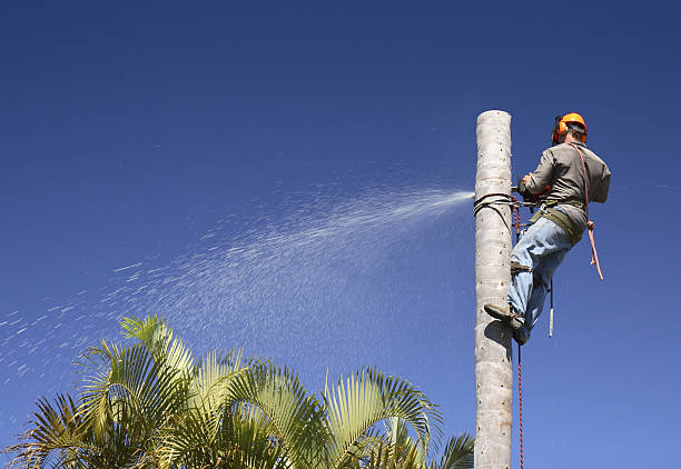 Best Palm Tree Trimming  in Fowler, CA