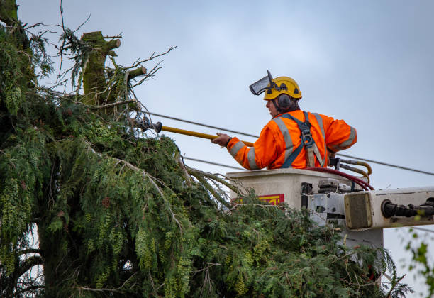 Best Seasonal Cleanup (Spring/Fall)  in Fowler, CA