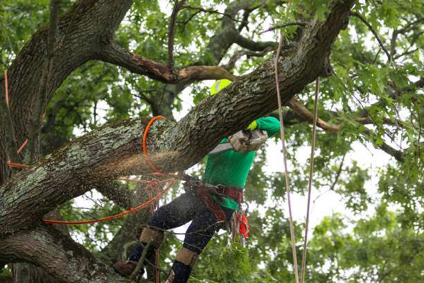  Fowler, CA Tree Care Pros