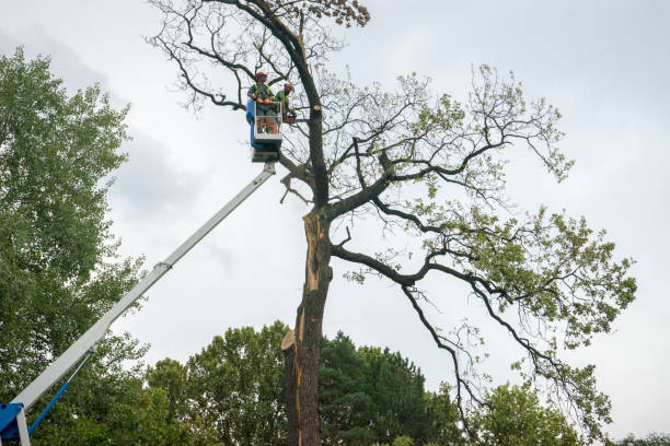 Best Leaf Removal  in Fowler, CA