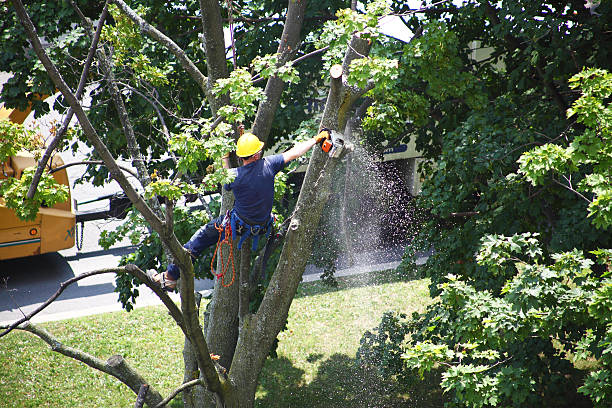 Tree and Shrub Care in Fowler, CA