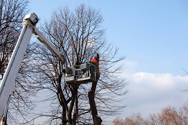 Best Firewood Processing and Delivery  in Fowler, CA
