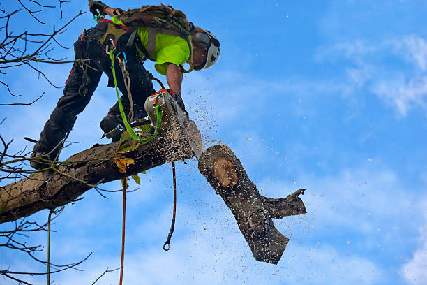 Best Tree Maintenance Programs  in Fowler, CA