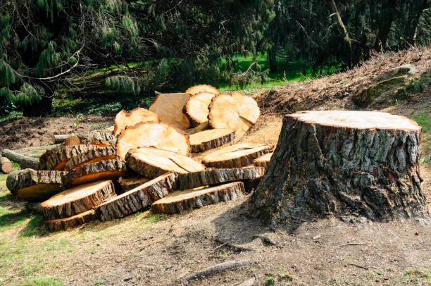 Best Lot and Land Clearing  in Fowler, CA